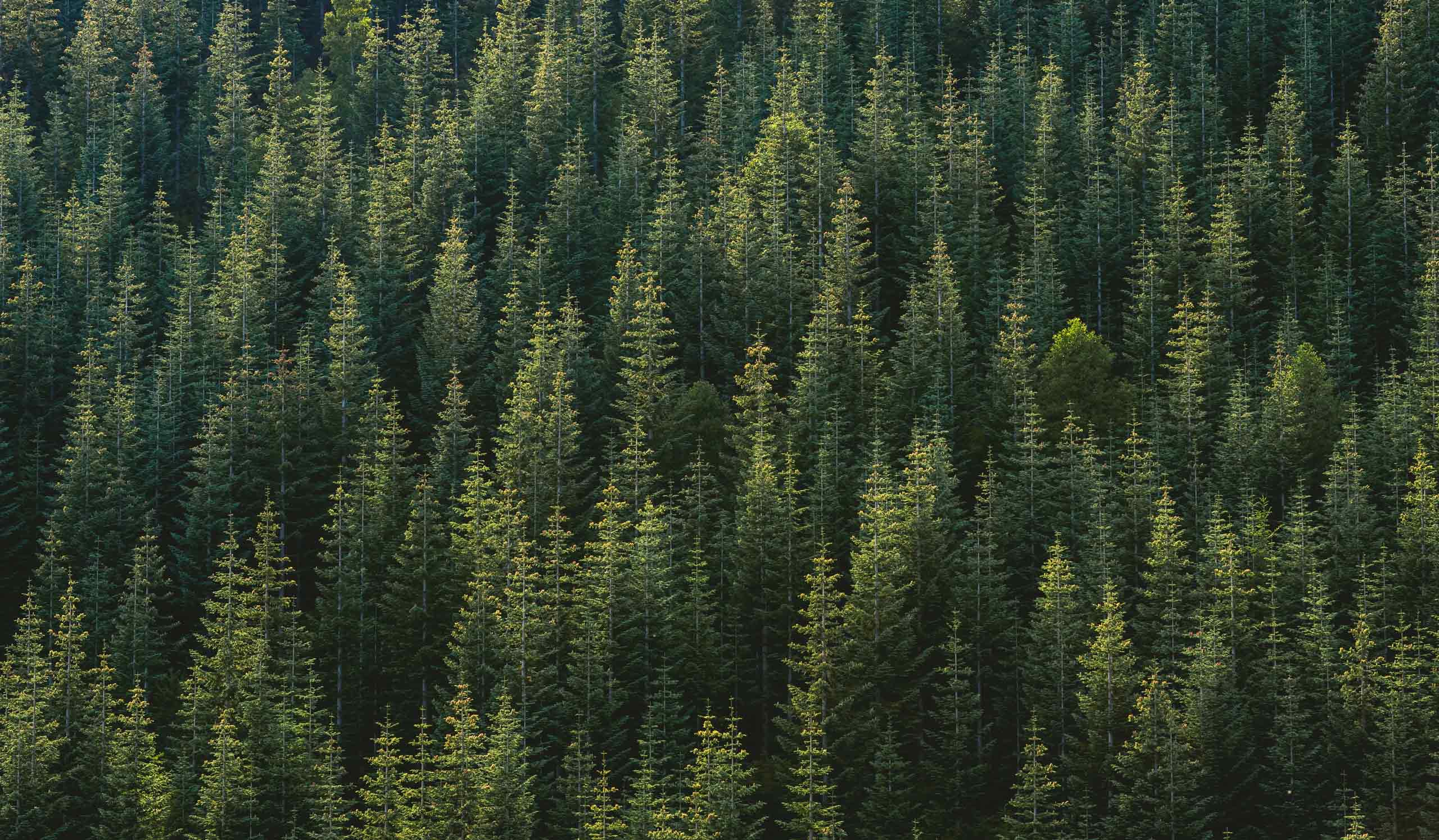 forest
